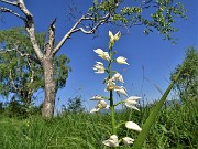 28 Cephalanthera longifolia (Cefalantera maggiore) con betulla